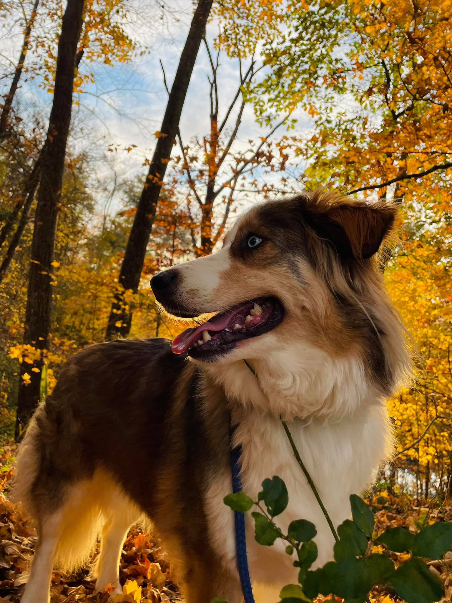 Island of Misfit Toys Clays Mill Veterinary Clinic