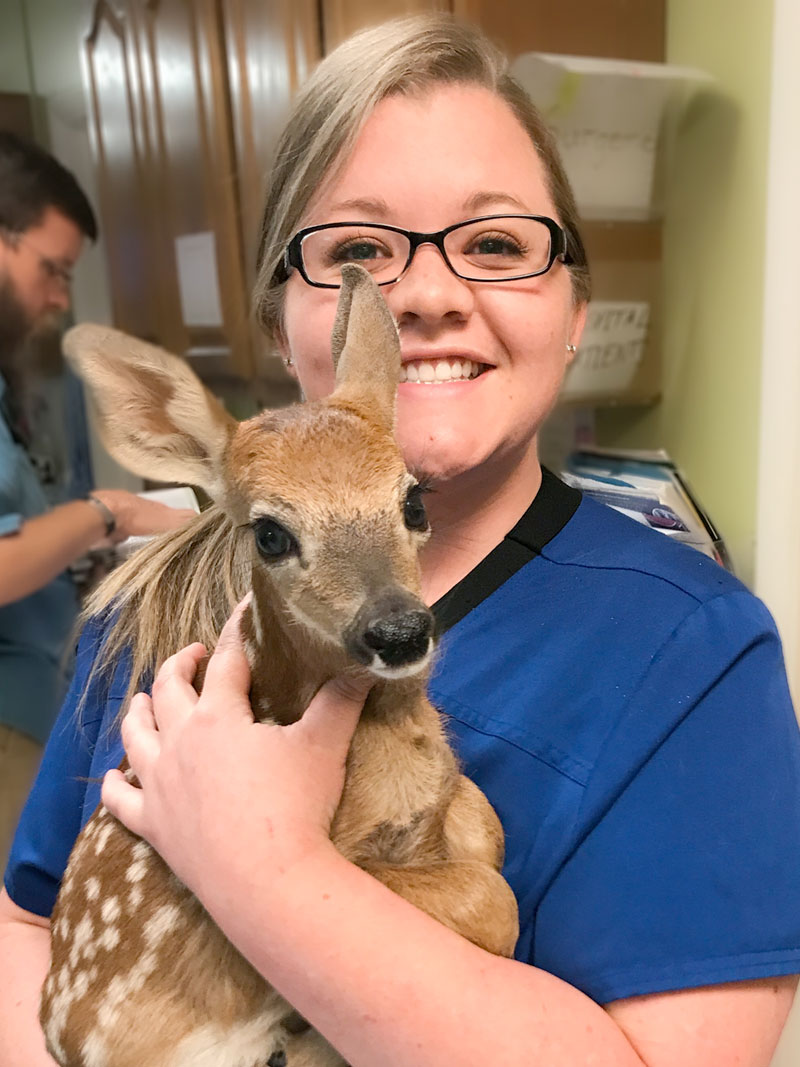 Meet the Team Clays Mill Veterinary Clinic